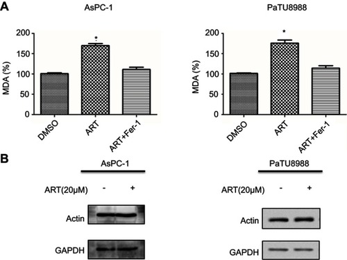 Figure S1 (A) AsPC-1 and PaTU8988 were treated DMSO (control), ART (20 µM), ART (20 µM) + Fer-1 for 24 hrs. The level of MDA was assayed. (B) The protein expression level of GAPDH in AsPC-1 and PaTU8988 treated with or without artesunate. ART represents for artesunate. *P<0.05 relative to control. Statistical analysis was performed using Student’s t-test.