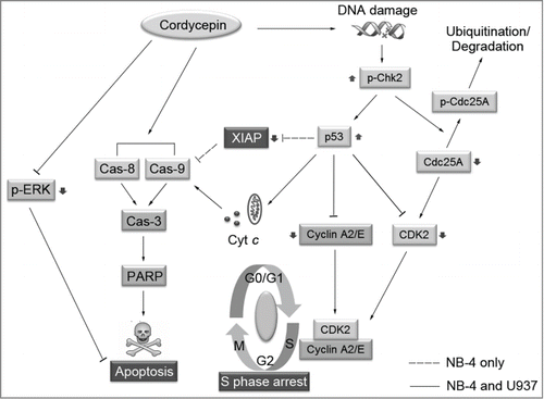 Figure 6. Schematic representation of proposed mechanism of cordycepin-induced apoptosis and cell cycle arrest in NB-4 and U937 cells. In response to cordycepin induced DNA damage, Chk2 is phosphorylated independent of ATM/ATR. The activated Chk2 can then induce ubiquitin-mediated degradation of Cdc25A by phosphorylating Cdc25A on S124. The degradation of Cdc25A leads to the accumulation of CDK2 in its inactive form, and results in the inhibition of DNA synthesis. Cordycepin increases the levels of p53 which repress the expression of cyclin A2, cyclin E, and CDK2, which then cause S-phase arrest. Cordycepin leads to activation of caspase-8 and caspase-9, which then cleave executioner caspase-3. Once activated, caspase-3 cleaves its substrates, such as PARP, and triggers cell apoptosis. The increased levels of p53 can also induce the release of cytochrome c from mitochondria to cytosol promoting the activation of caspase-9. In addition, the expression of anti-apoptotic protein XIAP was inhibited by the upregulation of p53 in NB-4 cells, while the levels of XIAP were not affected in U937 cells. Cordycepin also inhibits the phosphorylation of ERK1/2, and blocks the activation of MAPK pathway. The blockage of MAPK signaling therefore sensitizes cordycepin-induced cell apoptosis.