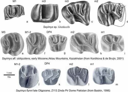 Figure 9. Comparison of Sayimys sp. from Gözükızıllı with Sayimys aff. obliquidens from the middle member of the Chul’adyr Formation Aktau Mountains, Kazakhstan (e-i) and S. flynni from Z113, Zinda Pir, Pakistan (j-m)
