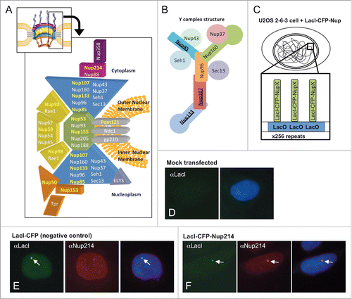 Figure 1. (A) A cut-away schematic representation of the massive nuclear pore complex, which has 8 radial spokes, is shown (inset). The subcomplexes that comprise one radial spoke and their predicted localization within that spoke are shown in the enlarged portion of (A). The nucleoporins used as LacI-CFP fusions in this study are highlighted in yellow. Each separate shape indicates a different subcomplex that must assemble with others to form a nuclear pore. The different colors are used to demarcate distinct regions of the formed nuclear pore, such as the large Y complex subunits (blue), ELYS (lavender), the central scaffold (green), the central transporter regions (gold), the cytoplasmic ring (purple), the cytoplasmic filaments (deep purple), and the nuclear basket (light brown). The three transmembrane Nups are shown in gray. (A few nucleoporins such as Aladin and hCG1 have been omitted for clarity). (B) Details of the Nup107–160 or “Y” complex, with the nucleoporins tested as LacI-CFP fusions underlined. (C) Diagram of the LacI-LacO system used in this study. A diagram of a U2OS 2–6–3 cell is shown, with the LacO array integrated into one location in the genome. The enlargement shows the expected binding of a fusion LacI-CFP-NupX (green) to each of the multiple copies of the LacO array (blue). (D–F) U2OS 2–6–3 cells were mock transfected (D), transfected with the negative control fusion LacI-CFP (E), or transfected with LacI-CFP-Nup fusion such as LacI-CFP Nup214 (F). To test for LacI-CFP-NupX binding to the LacO array, cells were visualized with anti-LacI to detect the fusion protein (left panel in each set), or a specific anti-nucleoporin antibody (middle panel in E and F). DNA was detected with DAPI stain. The right-hand panel in each set shows a merge of all 3 stains. The arrows point to the position of the LacO array.