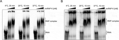 Figure 3. hnRNP K forms a complex with (A) P1-Δ40p53 RNA and (B) P0-Δ40p53 RNA in vitro. The EMSA assays were performed by incubation of [32P]-labelled RNA constructs with increasing concentrations of purified hnRNP K: 1400 nM and 2400 nM under three different conditions: at 4°C for 25 min; at 25°C for 15 min and at 37°C for 10 min. The samples were separated on a native 4% polyacrylamide gel. The first lane in each EMSA panel represents the RNA oligomer incubated without protein. Unbound RNAs and RNP complexes are indicated.
