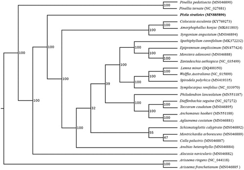 Figure 1. The ML phylogenetic tree based on complete chloroplast genome sequences of 26 species in Araceae. All the sequences were downloaded from NCBI GenBank and the accession numbers were shown in the tree. ML bootstrap support values were indicated at the nodes.