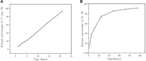 Figure 3 Vitro phosphorus and ferric ion release cumulative percentage of BPN-DFO hydrogel. (A) The release cumulative percentage of phosphorus ion showed a sustained release during 21 days. (B) The release cumulative percentage of ferric ion are burst during the initial 24 h, then a constantly slow release after 48 h.