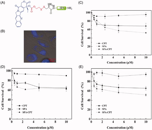 Figure 6. SPA-mediated camptothecin (CPT) delivery. (A) Structure of SPA-CPT conjugate. (B) Confocal images of SPA-CPT conjugate in CHO cells. Bar, 10 μm. (C) Cytotoxicity of SPA-CPT conjugate against CHO cells. (D) Cytotoxicity of SPA-CPT conjugate against MDA-MB-231 cells. (E) Cytotoxicity of SPA-CPT conjugate against U251 cells.