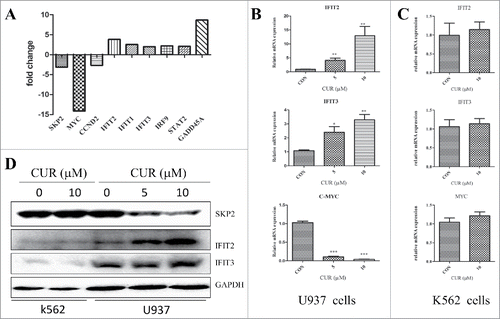 Figure 4. (A) Curcumin induces the expression of interferon regulatory genes in U937 but not in K562 cells Change of partial genes expression in U937 treated with curcumin (10μmol/L) for 24 h analyzed by gene chip; (B) Validation of genes expression in U937 and K562 when treated with curcumin for 24 h by RT-PCR. Each value were represents the mean ± SD; (D) Validation of genes (SKP2, IFIT22, IFIT3) expression in U937 and K562 when treated with curcumin for 24 h by western blot array.