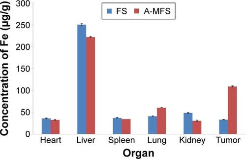 Figure 8 Fe distribution (μg/g) in heart, liver, spleen, lung, kidney, and tumor, before and after injection of FS and A-MFS intravenously via the tail vein.Note: The Fe levels in the tumor differ significantly following injection of FS and A-MFS.Abbreviations: A-MFS, Fe3O4@SiO2 modified with anti-mesothelin antibody; FS, Fe3O4@SiO2.