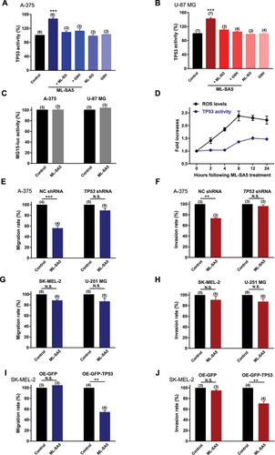 Figure 7. ROS elevation induced by MCOLN1-mediated autophagy inhibition elicits TP53 activity. (A, B) TP53 activity in A-375 (A) or U-87 MG (B) cells was evaluated by monitoring the fluorescence intensity of PG13-luc that is a luciferase reporter containing WT TP53 binding sites, under the control, ML-SA5 (5 µM), ML-SA5 + ML-SI3 (20 µM), ML-SA5 + GSH (5 mM), ML-SI3 (20 µM), and GSH (5 mM). All treatments were for 24 h. n = 3–7. (C) ML-SA5 treatment (5 µM) did not alter the activity of MG15-luc, which is a luciferase reporter containing mutant TP53 binding sites, in A-375 and U-87 MG cells. n = 3. (D) Time course of the elevation in ROS levels and TP53 activity following ML-SA5 treatment (5 µM) in A-375 cells. n = 3. (E, F) Migration rate (E) (OD600ML-SA5 is normalized to OD600control) and invasion rate (F) of A-375 cells were compared between the control and ML-SA5 treatment (5 µM) in negative control (NC) shRNA or TP53 shRNA transfected groups. n = 3–5. (G, H) Migration rate (G) or invasion rate (H) of SK-MEL-2 and U-251MG cells were compared between control and ML-SA5 treatment (5 µM). Treatment with ML-SA5 was for 16 h-24 h. n = 5–6. (I, J) Migration rate (I) (OD600ML-SA5 is normalized to OD600control) and invasion rate (J) of SK-MEL-2 cells were compared between groups (control vs. ML-SA5 treatment (5 µM)) in overexpressing (OE) GFP or GFP-TP53 groups. n = 3–4. Means ± SEMs are shown in panels A–J. Significant differences were evaluated using one-way ANOVA followed by Tukey’s test. **P < 0.01; ***P < 0.001.