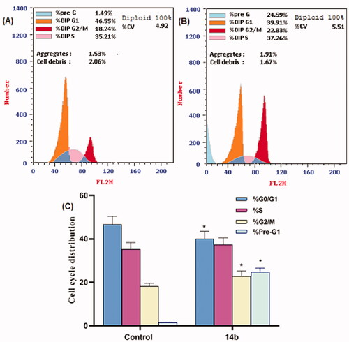 Figure 6. Flow cytometry analysis for cell cycle distribution of HepG2 cells. (A) Control (HepG2 cells), (B) The representative histogram shows the cell cycle distribution of cells treated with 14b, and (C) Represents the graphical illustration for cell cycle distribution analysis among different treated cells. *Significant from the control group at p < 0.001.