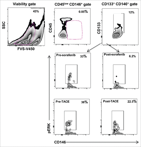 Figure 1. Characterization of endothelial progenitor cells (EPCs) from PBMC. Viable cells were gated based on the expression of CD45low CD146+, subsequently CD133+ cells were gated. Zebra plots showing reduction in ERK phosphorylation levels in EPCs of representative HCC patients after sorafenib/TACE treatment.