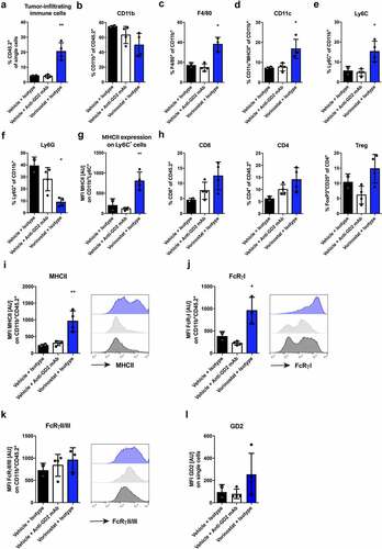 Figure 2. Vorinostat treated tumors are highly infiltrated with leukocytes, expressing high levels of MHCII and Fc-receptors. Mice bearing intra-adrenal 9464D tumors were treated with isotype, anti-GD2 mAb or Vorinostat according to schedule of Figure 1a. At day 37 tumors were excised and single-cell suspension were made of available tumors. (a-f) Bar graphs show mean percentages ± SD of tumor-infiltrating CD45.2+ immune cells (a), CD11b+ myeloid cells (b), F4/80high macrophages (c), CD11chighMHCIIhigh dendritic cells (d), Ly6ChighLy6Gneg monocytes (e) and Ly6CdimLy6Ghigh granulocytes (f). (g) Bar graphs show mean fluorescent intensity (MFI) ± SD of MHCII on Ly6GnegLy6Chigh monocytes. (h) Bar graphs show mean percentages ± SD of tumor-infiltrating CD8+ T cells, CD4+ T cells and CD25+FoxP3+ regulatory T cells. (i-k) Bar graphs show MFI ± SD with representative histogram of MHCII (i), FcRγI (j) and FcRγII/III (k) on CD11b+ myeloid cells. (l) Bar graphs show mean MFI ± SD of GD2 on single cells. (Isotype n = 2, anti-GD2 mAb n = 4, Vorinostat n = 3–4).