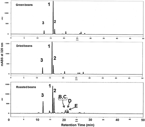 Fig. 5. HPLC analytical profiles of extracts from green, dried, and roasted coffee beans.Note: HPLC conditions: column, Cosmosil 5C18-AR-II (250 × 4.6 mm i.d.); solvent, (A): 1% acetic acid in H2O, (B): CH3CN; gradient conditions [percent of solvent B (time)], 5% (0 min), 45% (40 min), 100% (50–55 min); flow rate, 1.0 mL min−1.