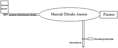 Figure 2. Diagram of complete tetanic tension measurement.