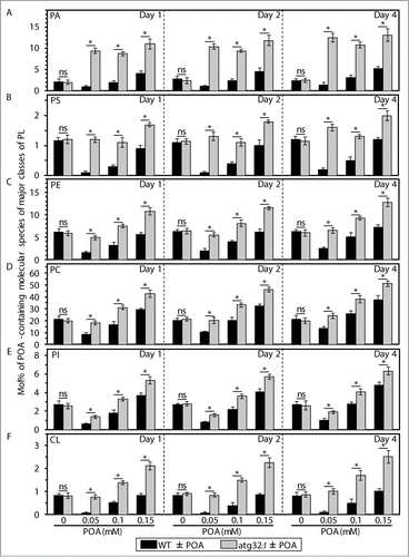 Figure 2. An exposure of WT cells to various concentrations of exogenous POA elicits differential effects on the relative levels of C16:1 molecular species (i.e., POA-containing species) of all major classes of PL, and the atg32Δ-dependent mutational block of mitophagy alters these effects. WT and atg32Δ cells were recovered at days 1, 2 and 4 of culturing in YP medium initially containing 0.2% glucose as carbon source. Extraction of cellular lipids, and mass spectrometric identification and quantitation of various molecular species of phospholipids (PL) were carried out as described in Materials and Methods. The relative level of POA-containing molecular species for each class of PL (i.e., PA, PS, PE, PC, PtdIns and CL) was calculated as mol% of all these PL classes. Data are presented as means ± SEM (n = 3; *P < 0.01; ns, not significant). For the PA, PS, PE, PC and PI classes of PL, POA-containing molecular species are the C32:1, C32:2, C34:1 and C34:2 species of each of them. For the CL class of PL, POA-containing molecular species are its C64:4, C66:4, C68:4, C70:4 species.