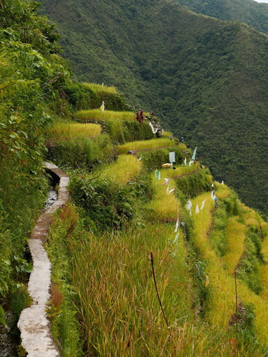 Figure 3. Steep, narrow rice terraces in Batad, Ifugao. Photo credit: Dominic Glover.