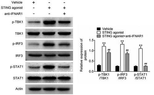 Figure 5. The STING agonist exerted anti-tumor effects on BCa by activating the IFN-β signaling pathway ** P < 0.01 vs. vehicle group. ## P < 0.01 vs. STING agonist group. BCa, breast cancer; STING, stimulator of interferon gene; IFN-β, interferon beta.