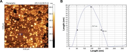 Figure 2 5 μm AFM topographic image of UL-D (A) and AFM height histogram of a single nanoparticle (B).Notes: Height/length is in nm. The blue box (A) indicates a single nanoparticle used for the histogram.Abbreviations: AFM, atomic force microscopy; UL-D, University of Luebeck-Dextran coated superparamagnetic nanoparticles.