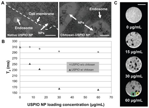 Figure 2 TEM, NMR spectroscopy and cellular MRI applied to NSCs treated with native as well as chitosan–USPIO NPs demonstrate chitosan-enhanced endocytic NP uptake. (A) Transmission electron micrographs of cells exposed to native NPs and chitosan–USPIO NPs. Without chitosan, few NPs appear within the cell; however, with chitosan, NPs appear within membranous vesicles within 2 hours of NP exposure at 15 μg/mL (scale bars 100 nm). (B) NMR transverse relaxation measurements (n = 3) reveal a loading dose dependence of chitosan–USPIO NP uptake from 0 to 30 μg/mL, above which a saturation condition appears to dominate with little gain in uptake with increased loading dose. (C) T2*-weighted cellular MRI (11.7 T) images of chitosan–USPIO NP-labeled single NSCs (yellow box) and small NSC clusters (neurospheres; green box) within 2 wt% agarose-in-PBS gels.Note: Cells are apparent at each concentration as localized regions of signal hypointensity (scale bar 500 μm).Abbreviations: TEM, transmission electron microscopy; NMR, nuclear magnetic resonance; MRI, magnetic resonance imaging; NSCs, neural stem cells; USPIO NPs, ultrasmall superparamagnetic iron oxide nanoparticles; PBS, phosphate-buffered saline.