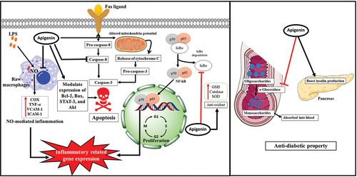 Figure 2. Illustration of mechanism(s) of apigenin for its therapeutic potential.