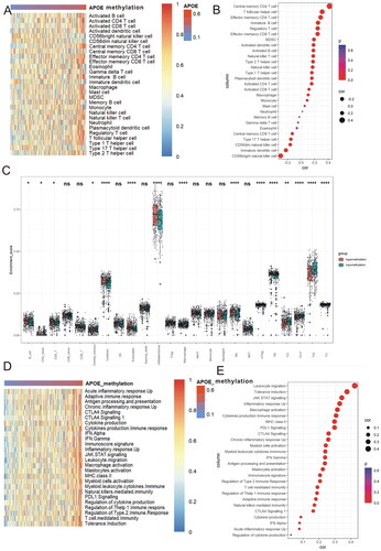 Figure 3. APOE methylation is associated with immune infiltration and immune activation in HCC. (A) Heatmap displayed APOE methylation associated relative abundance of 28 immune cells in HCC. (B) The relationship between the methylation of APOE and 28 immune cells in HCC. (C) The comparison of TILCs in APOE hypermethylation and hypomethylation subgroups. (D) Heatmap showing a relative association between APOE methylation and 26 immunity-related gene sets. (E)The relationship between 26 immunity-related gene sets and APOE methylation in HCC