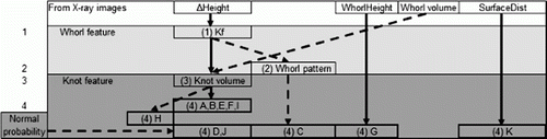 Figure 3.  Reconstruction of knot parameters, from measurable log properties. From the features ▵Height, WhorlHeight, Whorl volume and SurfaceDist, each whorl is reconstructed (i.e. number of knots in the whorl and a typical pattern for cardinal direction of the knots). The individual knots are finally modelled in a parametric fashion from the whorl features. Note: solid arrows denote direct or linear relations; dashed arrows denote models with some sort of random element involved. K f =number of knots per whorl, A–K=SPSB knot parameters. Darkest area: knot features/parameters, semi-dark area: whorl features, light area: features from the SPSB. The numbers represent the different steps in the overall model, numbered 1–4.