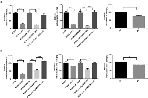 Figure 4. A. baumannii adherence and invasion into human lung A549 cells. A549 cell cultures were incubated with two reference A. baumannii strains: ATCC 17978 and ATCC 19606 wild-type (17978 and 19606); their isogenic carO deletion mutants (17978 ΔcarO and 19606 ΔcarO); both 17978 wt and 19606 wt with empty plasmid pWH1266 as controls (17978/pWH1266 and 19606/pWH1266); both 17978 ΔcarO and 19606 ΔcarO mutants with empty plasmid as controls (17978 ΔcarO/pWH1266 and 19606 ΔcarO/pWH1266); 17978 ΔcarO and 19606 ΔcarO mutants with plasmid pWH1266-carO expressing CarO (17978 ΔcarO/pWH1266-carO and 19606 ΔcarO/pWH1266-carO); and with the two CRAB clinical isolates B4 and B9. The percentages of bacterial adherence (a) and invasion (b) were subsequently measured. Data are represented as mean ± SEM (n = 3 replicates in different days). *P < 0.05, ** P < 0.01, *** P < 0.001, **** P < 0.0001, Student’s t-test and Mann-Whitney test