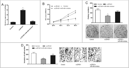 Figure 5. miR-484 reversed the effect of ZFAS1 on CRC tumorigenicity. (A) Relative expressions of miR-484 in CRC cells transfected with si-ZFAS1 and miR-484 inhibitor. (B) CCK-8 assay showed that proliferation of CRC cells transfected with si-ZFAS1, si-ZFAS1+miR-484 inhibitor. (C) Colony formation assay showed the clone number of CRC cells transfected with si-ZFAS1, si-ZFAS1+miR-484 inhibitor. (D) Transwell invasion assay showed the invasion of CRC cells transfected with si-ZFAS1, si-ZFAS1+miR-484 inhibitor. *p<0.05