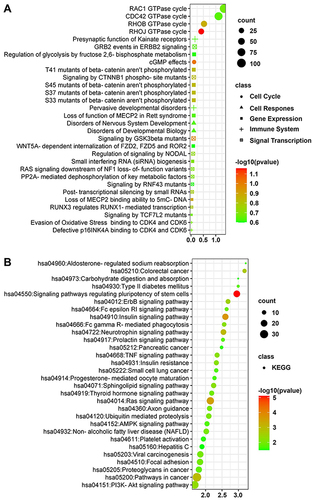 Figure 4 Identification of gene sets enriched with 5-miRNA signature-based risk score. (A) Reactome function enrichment analysis; (B) KEGG pathway analysis.