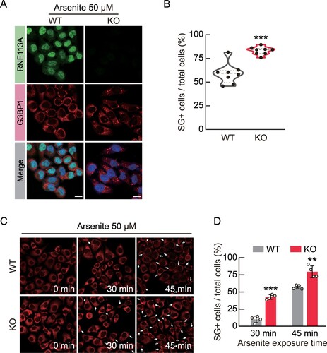 Figure 4. RNF113A KO increases sensitivity to arsenite-induced SG formation. (A) SG formation in WT and RNF113A KO cells upon arsenite exposure. Cells were treated with arsenite for 40 min and immunofluorescence analysis was performed using anti-RNF113A (green) and anti-G3BP1 (red) antibodies with DAPI for nuclei (blue). Scale bars = 10 μm. (B) Violin plot presenting proportion of SG-positive (SG+) cells from each immunofluorescence image. (C) Representative immunofluorescence images of G3BP1 (red) in cells at the indicated time point after 50 μM arsenite treatment. (D) Proportion of SG-positive cells from each immunofluorescence images. p-values were calculated using two-tailed Student’s t-test. **p < 0.01, ***p < 0.001.