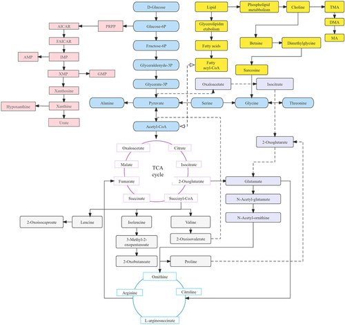 Figure 3 Schematic representation of the metabolic pathways in in the events of DN and T1DM.