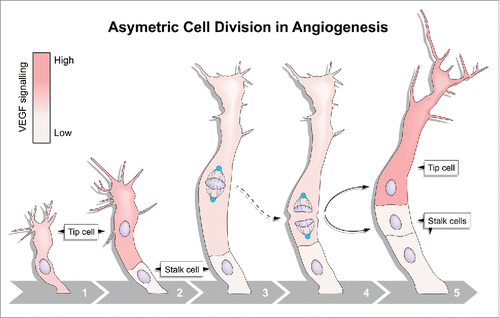 Figure 1. Asymmetric endothelial cell division. Highly motile endothelial tip cells sprout from parental vessels (1) and lead stalk cells (2). Upon tip cell division, the mitotic spindle (3) is displaced to the proximal pole of the cell (4) before anaphase. This introduces cell size asymmetry and generates daughter cells with distinct Vegf signaling levels and behaviors (5).