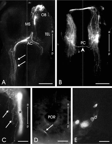 Figure 2. Horizontal sections of the brain of a stage 26 sample showing EBOS central projections after DiI application to the olfactory mucosa.A, Section at the forebrain level; many fibers (arrows) crossing the anterior commissure (AC) reach the contralateral side. OB, olfactory bulb; MS, medial septum; TEL, telencephalon. B, Section at mesencephalic level; note a fiber (arrowhead) crossing the posterior commissure (PC). C, Stained fiber bundle (asterisk) and single fibers (arrows) in the postbulbar basal telencephalon. D, Innervation (arrow) of the nucleus preopticus. POR, preoptic recess. E, Cell bodies in the anterior basal telencephalon, just behind the ipsilateral telencephalon ventricle after DiI application to the cut end of the olfactory nerve complex (stage 30). The vertical dotted line in A and B represents the midline. All images, except E, are oriented along the anteroposterior axis (a: anterior, p: posterior). Scale bars = 200 µm in A, B; 50 µm in C−E.