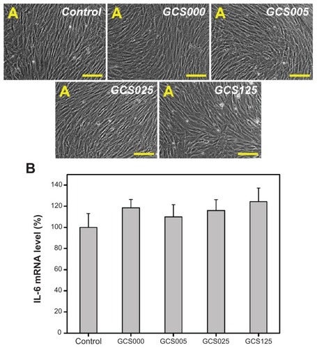 Figure 9 (A) Phase contrast micrographs of rabbit corneal keratocyte cultures incubated for 2 days at 37°C with extract medium conditioned with various chondroitin-4-sulfate-modified porous gelatin scaffolds (control, GCS000, GCS005, GCS025, and GCS125); (B) gene expression of interleukin-6 (IL-6) in rabbit corneal keratocytes incubated with extract medium conditioned with various chondroitin-4-sulfate-modified porous gelatin scaffolds for 2 days, measured by real-time reverse transcription polymerase chain reaction.Notes: Scale bars, 100 μm; glyceraldehyde-3-phosphate dehydrogenase was used for normalization; data in the experimental groups are percentages relative to that of control groups (without materials); values are mean plus or minus standard deviation (n = 3); scaffold groups labeled according to chondroitin-4-sulfate concentration used (0%, 0.05%, 0.25%, or 1.25% (w/v)): GCS000, GCS005, GCS025, and GCS125.Abbreviation: mRNA, messenger RNA.