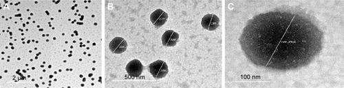 Figure 3 TEM images of F20 at (A) 2 µm resolution, (B) 500 nm resolution showing the particle size range from 177.6 to 200 nm, and (C) 100 nm (the drug distributed as white spots on the particle surface).