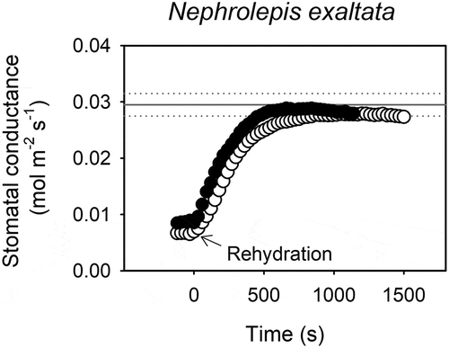 Figure 1. Highest endogenous ABA levels synthesized naturally by the fern Nephrolepis exaltata do not play a role in closing stomata during water stress.The response of stomatal conductance to leaf rehydration through the stipe in two drought stressed individuals of N. exaltata (black and white circles). Dotted lines represent the stomatal conductance (mean ± SD) of three well-watered individuals of N. exaltata. For leaf water potential and foliar ABA levels (see Table 2).