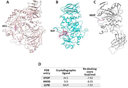 Figure 1. Crystallographic structure of α-glucosidase, α-amylase and pancreatic lipase, corresponding to the PDB entries (A) 3TOP, (B) 4W93 and (C) 1LPB; (D) re-docking score values for crystallographic ligands.