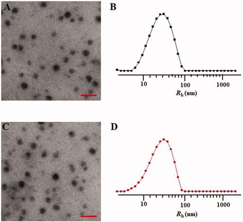 Figure 3. Typical TEM micrographs (A, C) and Rhs determined by DLS (B, D). NPs (A, B) and STP-NPs (C, D). Scale bar = 200 nm.
