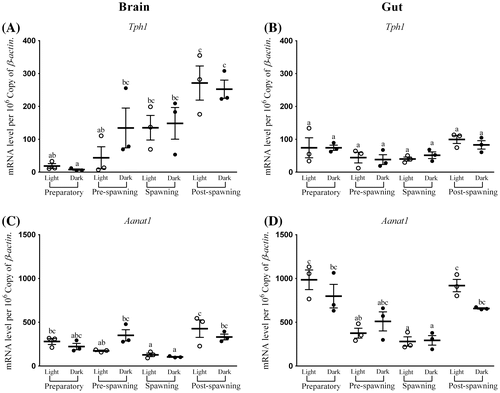 Figure 1. Seasonal and light–dark phase changes in the expression level of (A) Tph1 in Brain, (B) Tph1 in Gut and (C) Aanat1 in Brain, (D) Aanat1 in Gut were compared by taking the mean value of three time points during the light phase (represented by empty circle) and the dark phase (represented by filled circle).