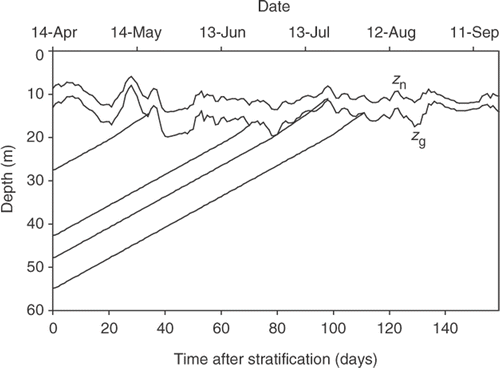 Fig. 2. Plots of the neutral buoyancy depth (z n, upper line) where the daily insolation is 0.28 mol m−2 (data of Walsby et al., Citation2004) and the compensation depth for growth (z g, lower line) in Lake Zürich. The diagonal lines represent the trajectories of filaments floating up from various depths; the trajectories intercept z g after particular times resulting in the percentage survival indicated.