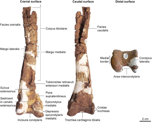 Figure 3. Glen Murray penguin (Kairuku sp.) incomplete right tibiotarsus. The rounded medial border in distal view is an autapomorphy for Kairuku.