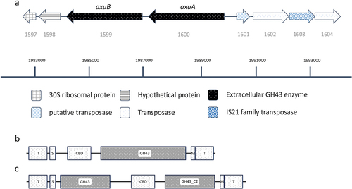 Figure 4. Schematic display of the axu gene cluster and neighboring genes in B. longum subsp. longum NCIMB 8809. (panel A). Illustration of the domains present in AxuA (panel B) and AxuB (panel C), predicted by TMHMM, SignalP, and HMMER; T: transmembrane domain; S: signal peptide; CBD: carbohydrate binding domain; M: sortase motif.