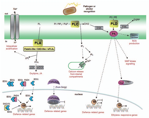 Figure 2 Model of phospholipase signaling in plant defense responses. Pathogen recognition induces the activation of phospholipase-mediated signaling pathways. Phospholipase A (PLA) hydrolyzes membrane phospholipids (PL) to produce free fatty acids (FFA) and lysophospholipids (LPL). PLAs are classified in three main groups: (1) the patatin-like proteins, responsible for the production of oxilipins and jasmonates, (2) the DAD (Defective in Anther Dehiscence)-like proteins with, to date, no well-established role in plant immunity and (3) the secretory PLA2s. Phospholipids from the plasma membrane, as well as from various intracellular membranes (mitochondria, Golgi, chloroplast…), are potential substrates for PLA activity. EDS1, PAD4 and SAG101 are essential immunity components that shuttle across the nuclear envelope to regulate defense responses. Despite their sequence homology to LAHs, the fact that no enzymatic activity has been demonstrated to date for these proteins suggests that their LAH domain may play a structural role rather than an enzymatic role. Similarly, a non-enzymatic function has been shown for AtsPLA2-α, a negative regulator of plant defense that is translocated into the nucleus in the presence of the transcription factor AtMYB30. Phospholipase C (PLC) is a plasma membrane protein that hydrolyzes phosphatidylinositol (PI), phosphatidylinositol bisphosphate (PIP2) or phosphatidylinositol phosphate (PI4P) to produce inositol trisphosphate (IP3) and diacylglycerol (DAG). IP3, which may be converted to IP6, diffuses in the cytosol where it releases Ca2+ from internal stores whereas DAG is rapidly converted to phosphatidic acid (PA) through the action of diacylglycerol kinase (DGK). Increased PA levels modulate additional signaling components, which are indicated in the figure. PA signaling may be attenuated via its phosphorylation to diacylglycerol pyrophosphate (DGPP) by a PA kinase (PAK). Finally, PLD also generates PA through the hydrolysis of structural phospholipids, such as phosphatidylcholine (PC) or phosphatidyl-ethanolamine (PE). PLDs present different subcellular localizations and may thus use phospholipids from the plasma membrane or from intracellular membranes.