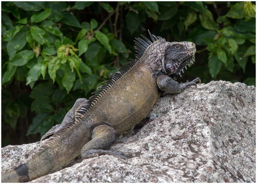 Figure 1. An adult Saba Green Iguana on Saba, with characteristic melanistic appearance for this population, especially between the tympanum and eye on the lateral side of the head. Photograph was taken on Saba during 2021, by Matthijs P. van den Burg.