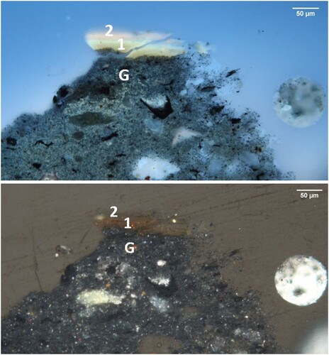 Figure 8. Cross-section photomicrographs under visible (below) and ultraviolet light (above) showing layers from the tray. Photomicrographs by Herant Khanjian.