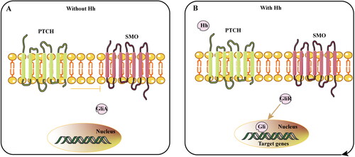 Figure 1. Hedgehog signaling pathways (A) without Hedgehog ligand, (B) or with hedgehog ligand.