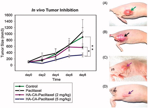 Figure 2. In vivo tumour inhibition study. Balb/c nude mice were injected with PBS, free paclitaxel and HA-CA-Paclitaxel at Day 0 (n = 3). Comparison of tumour size on Day 8 of (A) Control (B) Paclitaxel (C) HA-CA-Paclitaxel (2 mg/kg) (D) HA-CA-Paclitaxel (5 mg/kg). Tumour inhibition data show mean tumour volume, of triplicate samples ± SD. *p < .05 relative to HA-CA-paclitaxel (2 mg/kg) and **p < .05 relative to control group [Citation70]. Reprinted with permission from Elsevier B.V. (Copyright © 2014) through Copyright Clearance Centre.