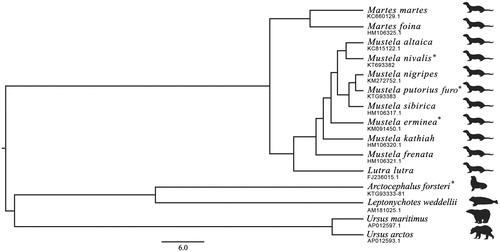Figure 1. A Bayesian phylogenetic tree constructed for 11 members of Mustelidae, two members of Ursidea and two pinnipeds (New Zealand fur seal (Arctocephalus forsteri) and Weddell seals (Leptonychotes weddelii)). The scale bar is time in millions of years. *Species Sequenced in the current research.