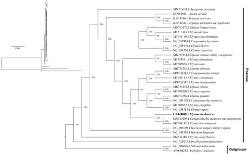 Figure 3. Maximum-likelihood and Bayesian inference phylogenetic trees of 30 Poaceae species with Arabidopsis thaliana and Solanum tuberosum as outgroups. The main phylogenetic tree was presented based on the BI tree, because of highly similarity among the sequences, showed lower branch support of the ML evolutionary tree. Species names are displayed with indicate lines in the right side, and the numbers above branches indicate supportive values of BI phylogenetic trees. GenBank accession numbers of the following sequences were used to construct the phylogenetic tree: Agropyron cristatum MN703653.1 (Chen et al. Citation2018), Secale cereale KC912691.1 (Li et al. Citation2015), Triticum aestivum KJ614396.1 (Han et al. Citation2021), Aegilops speltoides var. speltoides KJ614406.1 (Chen et al. Citation2018), Elymus longiaristatus MN703670.1 (Hu et al. Citation2015), Elymus atratus MT610373.1 (Gao et al. Citation2014), Elymus sinosubmuticus MT644146.1 (Tan et al. Citation2022), Campeiostachys nutans NC_058918.1 (Dong et al. Citation2015), Elymus hystrix NC_058749.1 (Dong et al. Citation2015), Elymus virginicus NC_058750.1 (Dong et al. Citation2015), Elymus nodosus subsp. caespitosus MK775251.1 (Chen et al. Citation2020), Elymus libanoticus MT385861.1 (Xia and Liu Citation2020), Elymus tauri MT385864.1 (Liu et al. Citation2021), Elymus sibiricus MK775250.1 (Chen et al. Citation2022), Campeiostachys kamoji MW043483.1 (Liu et al. Citation2021), Elymus submuticus MT644143.1 (Y. NI 2011), Elymus trachycaulus MW752517.1 (Wu et al. Citation2016), Elymus ciliaris MK775252.1 (Hu et al. Citation2013), Elymus cognatus MT385860.1 (Hu et al. Citation2015), Elymus grandis MN703669.1 (Yu et al. Citation2010), Campeiostachys dahurica NC_049159.1 (Tan et al. Citation2021), Elymus stipifolius MT385862.1 (Yang et al. Citation2017), Elymus repens NC_058753.1 (Mason-Gamer Citation2008), Campeiostachys dahurica var. tangutorum MN420499.1 (Yang et al. Citation2015; Jing et al. Citation2019), Elymus breviaristatus MT644142.1 (Tan et al. Citation2022), Hordeum vulgare subsp. vulgare NC_008590.1 (Zhelyazkova et al. Citation2012), Hordeum bogdanii NC_043839.1 (Cui et al. Citation2021), Elymus magellanicus MZ337548.1 (Wu et al. Citation2022), Brachypodium distachyon NC_011032.1 (Sancho et al. Citation2018), Solanum tuberosum NC_008096.2 (Occhialini et al. Citation2020), and Arabidopsis thaliana AP000423.1 (Provan Citation2000).