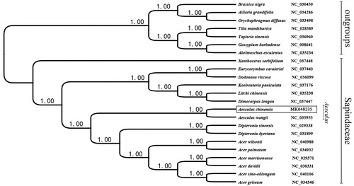 Figure 1. Phylogenetic relationships of 23 species based on chloroplast genome sequences. PP values for Bayesian analysis are shown at each node.