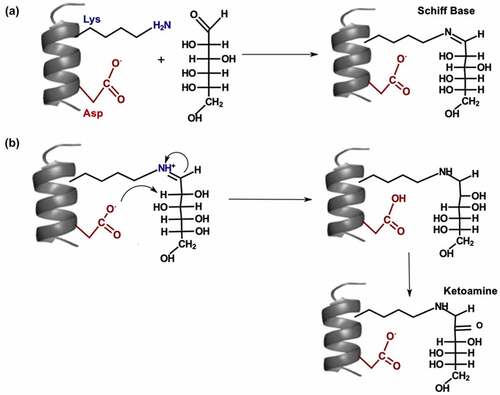 Figure 3. (a) Mechanism for Schiff base formation. (b) Mechanism for Amadori rearrangement on glycated lysine.