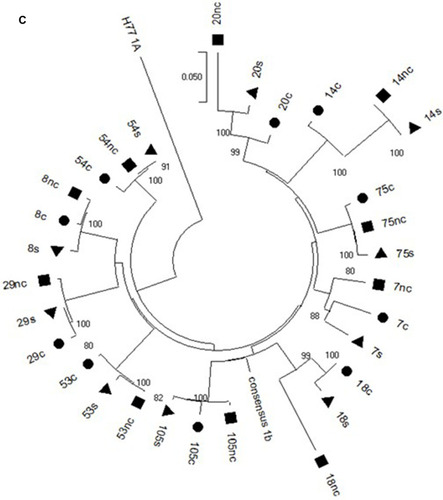 Figure 1 (A) Phylogenetic analysis of the NS3 HCV region in the cancer (circle), non-cancer (quadrate) and serum (triangle) samples of the Cases. (B) Phylogenetic analysis of the CORE HCV region in the cancer (circle), non-cancer (quadrate) and serum (triangle) samples of the Cases. (C) Phylogenetic analysis of the NS5A HCV region in the cancer (circle), non-cancer (quadrate) and serum (triangle) samples of the Cases.